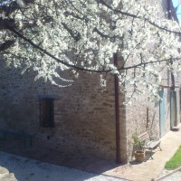 Prugnoli in fiore