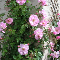 Particolare rose