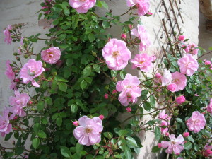 Particolare rose