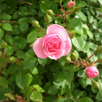 Rosa