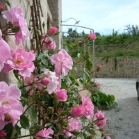 Le rose di maggio