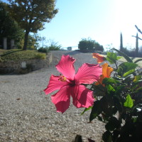 Particolare giardino