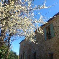 Prugnoli in fiorire