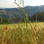 La casa dal campo di grano