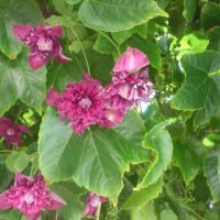 Particolare giardino