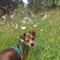 La cagnolina Mimì