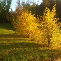 Colori d'autunno