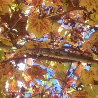 Colori d'autunno