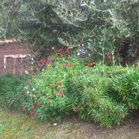 Angolo del giardino