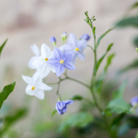 Dettaglio di fiore